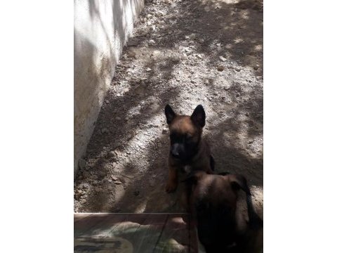 Belçika malinois yavruları hırslı