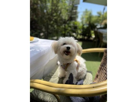 Maltipoo köpeğimiz kuki