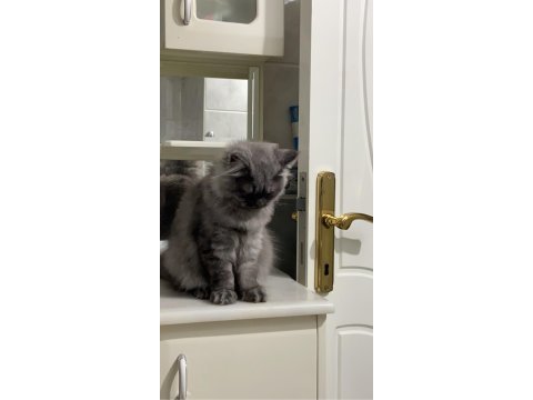 1 yaşında british longhair