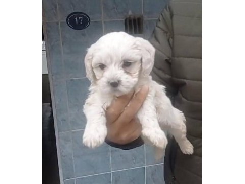 Maltese yavrular 0 numara