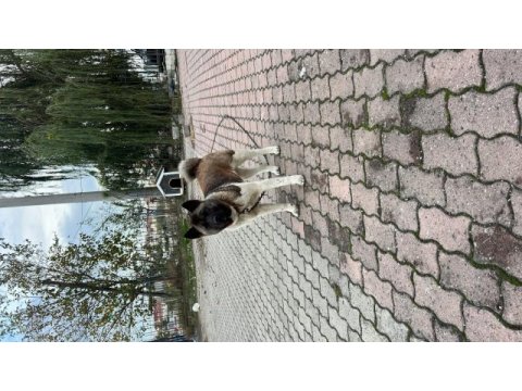 Amerikan akita