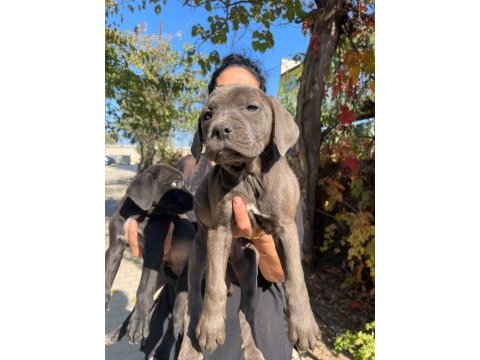 Muhteşem irilikte güçlü cane corso yavrular