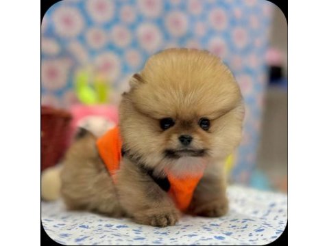 Safkan pomeranian yavrular