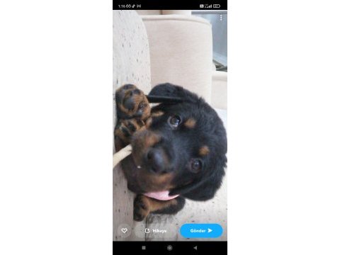 Koca kafalı safkan rottweiler yavruları