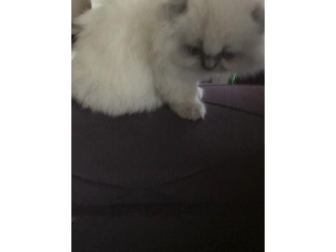 Scottish fold bebek