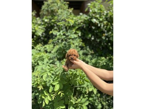 Kore aşılı poodle bebekler