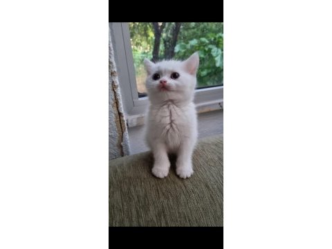 British shorthair beyaz british shorthair blue point