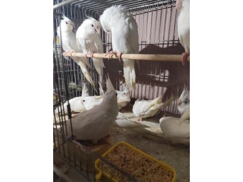 Albino sultan papağanı bulunur