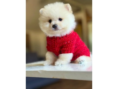 Orjinal tatlı pomeranian boo