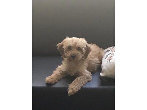 Tuvalet eğitimli maltipoo