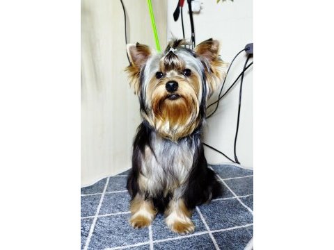 Mini erkek yavru yorkshire terrier