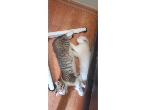 Beyaz dışı diğeri erkek kedilerin sahiplendirilir