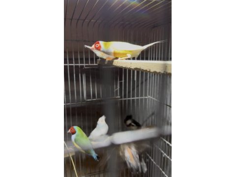 Gouldian finch