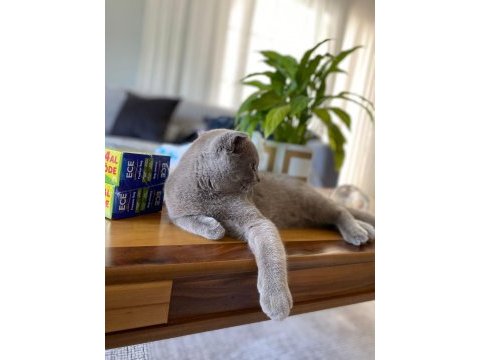 Scottish fold