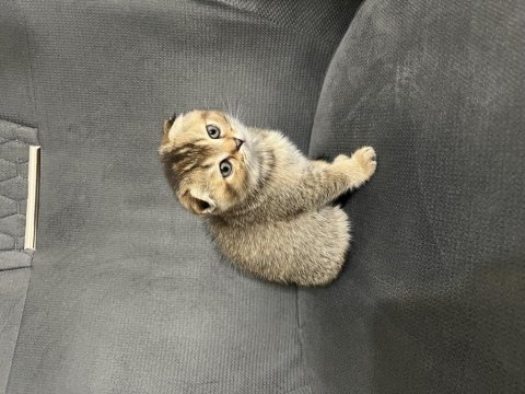 Scottish fold british shorthair