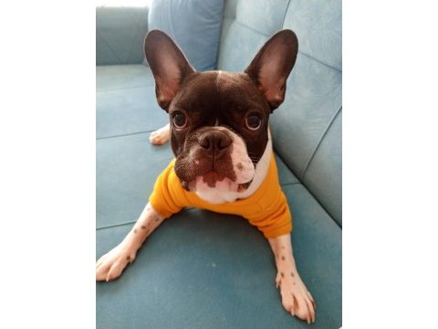 Sahiplendirilecek french bulldog