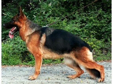 2 yaş şecereli alman çoban köpeği