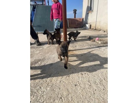 A kalite koyu belçika malinois yavruları