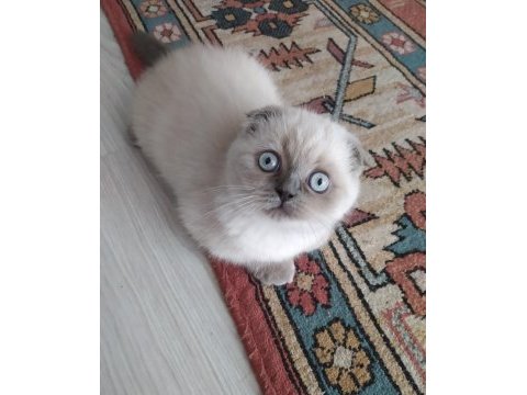 Scottish fold dişi
