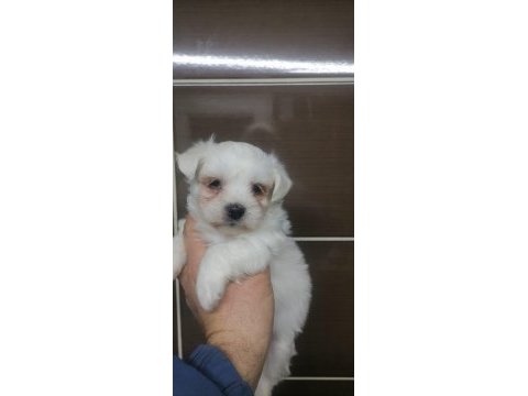 Maltese terrier yavrular rezerve açık