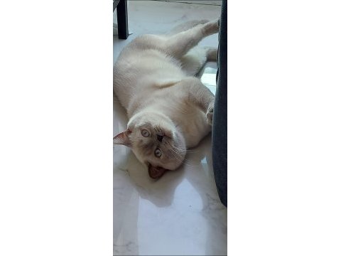 1,5 yasında erkek uygun fıyata sahiplendirilecektir.