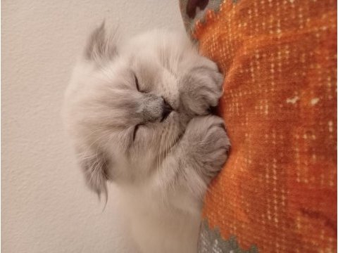 3 aylik çok güzel erkek scottish fold
