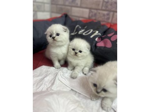 Güzeller güzeli blue point scottish fold yavrularımız