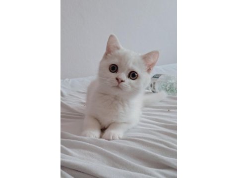 British shorthair dişi kedim