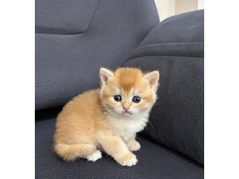 British shorthair golden ny 12