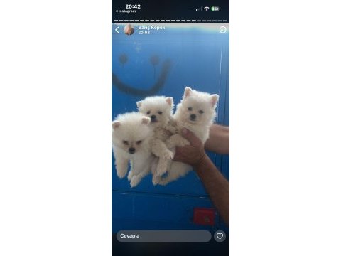 Pomeranian yavrular ırk sağlık garantili