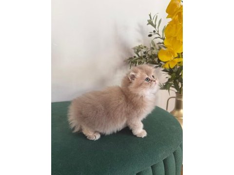 Ay11 british longhair dişi