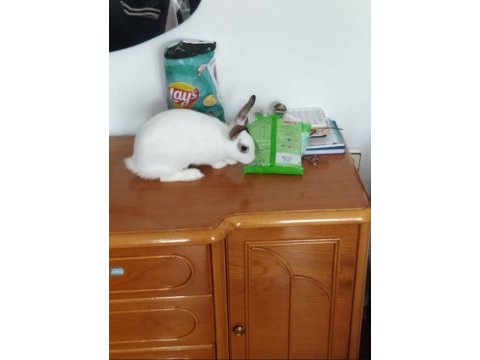 Ücretsiz sahiplendirme tavşanımız
