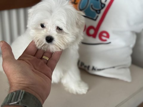 Çok özel tea cup kore kan maltese yavrumuz