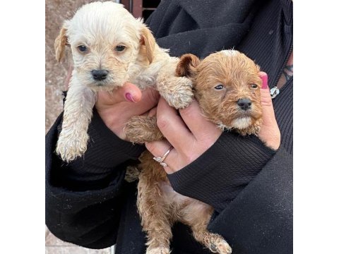 Çok sevimli maltipoo yavruları