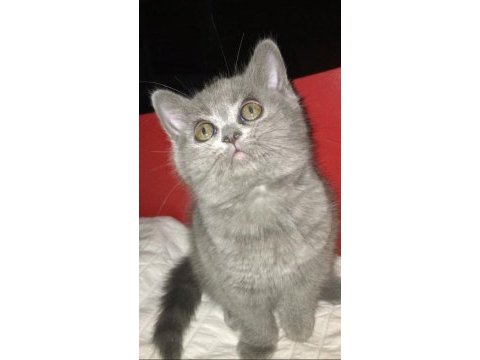 Safkan kül rengi bebek british shorthair