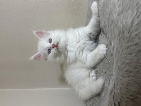 Beyaz saf kan maine coon yavruları xxl