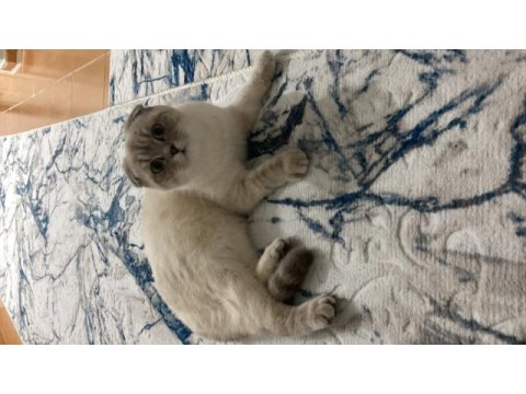 Pamuk prenses kedimiz leydi