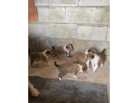 Meşhur iskoç köpeği leslie