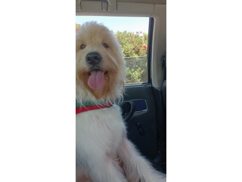 Golden doodle mix (dişi)