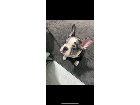 6 aylı merly erkek french bulldog sahiplendirilecektir