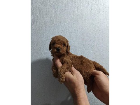 Güzel poodle kızımız