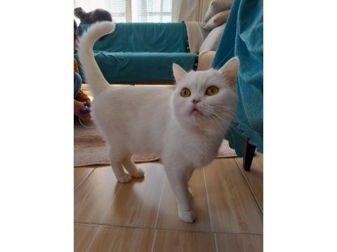 British longhair kedisi