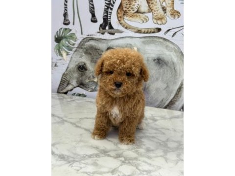 Minicik çok sevimli toy poodle yavrularımız
