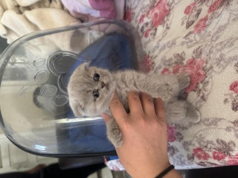 British shorthair yavrularımıza yuva arıyoruz