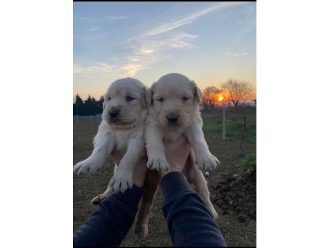 Erkek dişi golden retriever yavrular