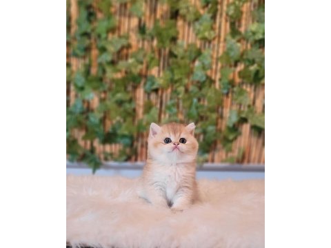 2 erkek 1 dişi british shorthair golden yavrular ust kalite