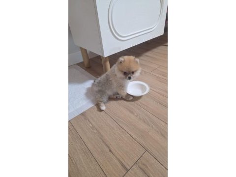 5 aylık pomeranian köpekler