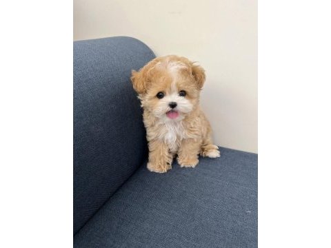Vecihiden ırk ve sağlık garantili mini kore maltipoo