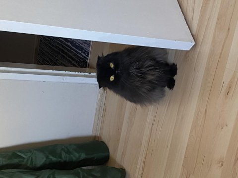 Kedimi ücretsiz sahiplendiriyorum