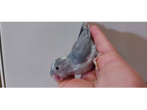 Yavru forpus papağanı